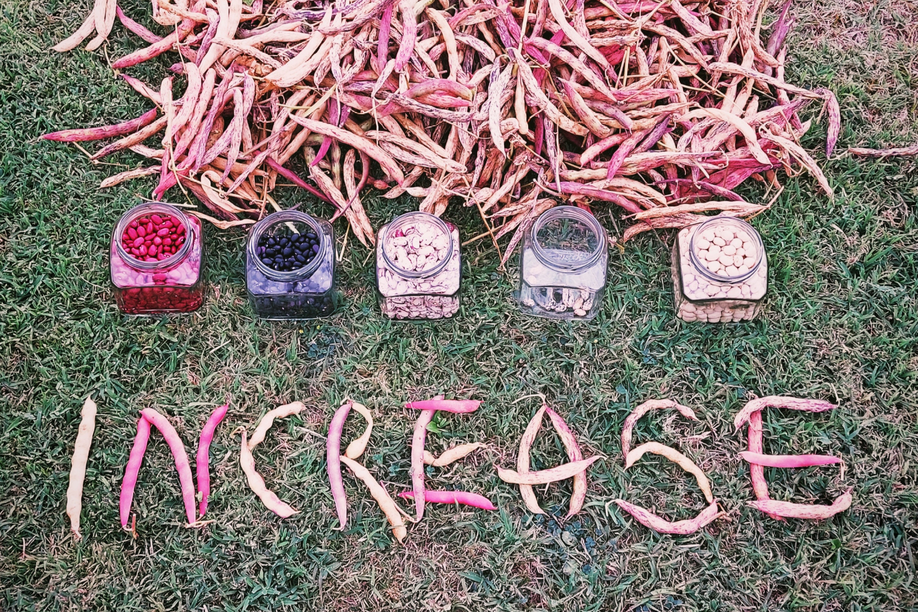 Citizen Science Experiment